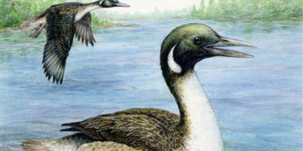  Birds　Dyynia Devincenzia extinct flightless bird, i | Stock Image - Science